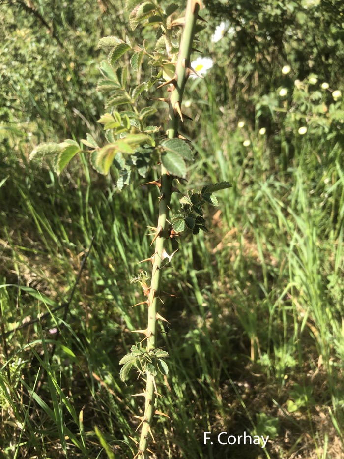 Rosa rubiginosa