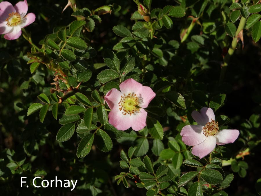 Rosa rubiginosa