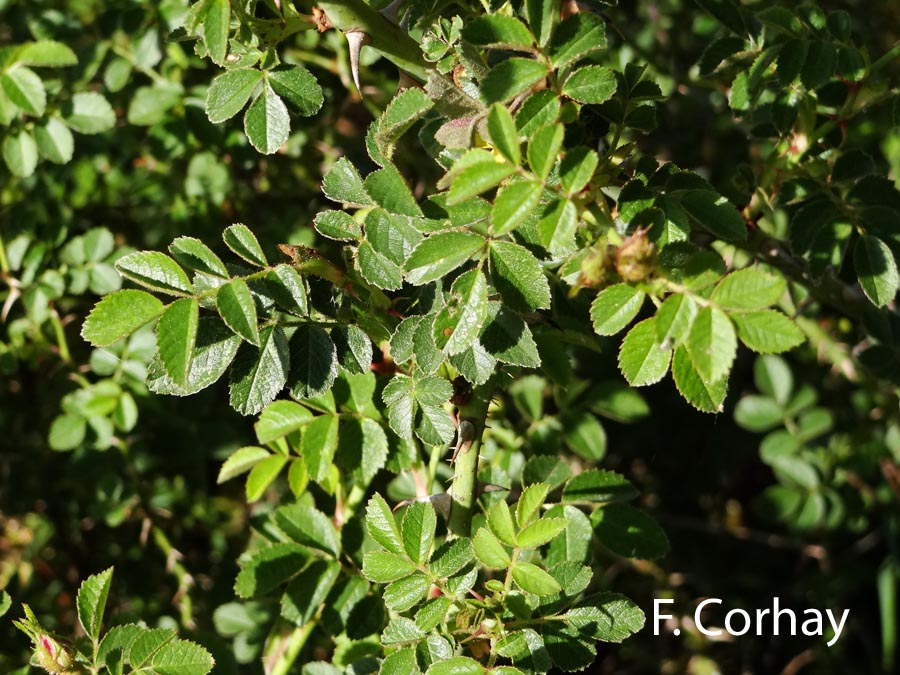 Rosa rubiginosa