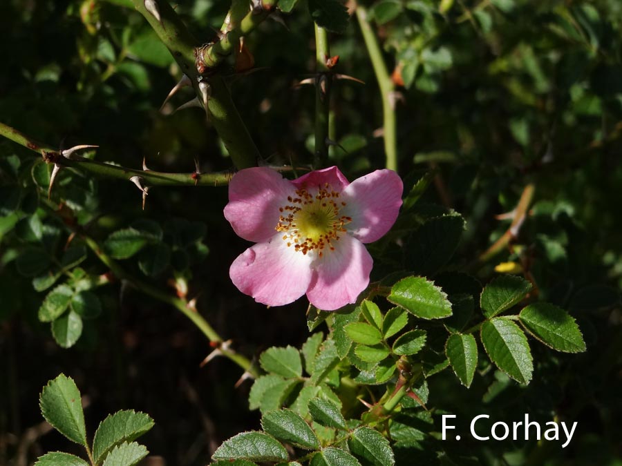 Rosa rubiginosa