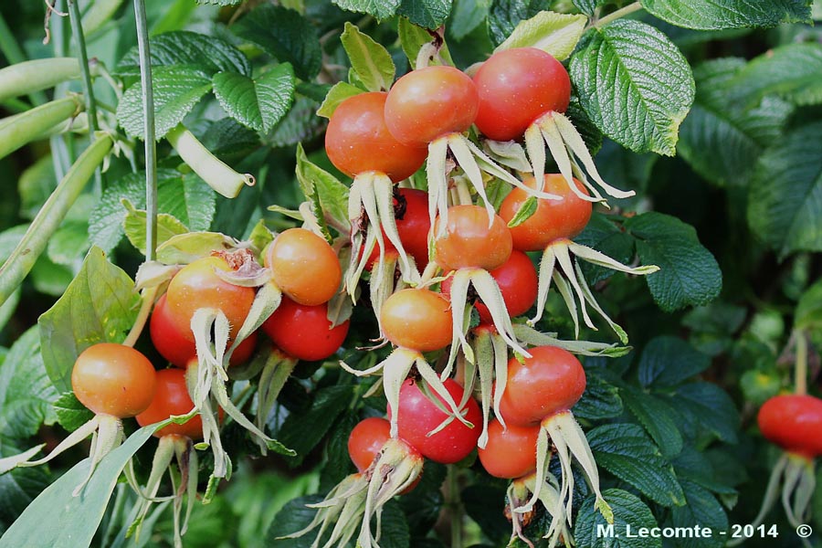 Rosa rugosa