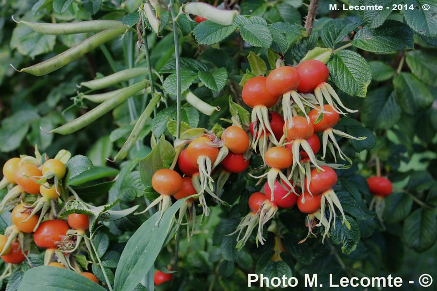 Rosa rugosa