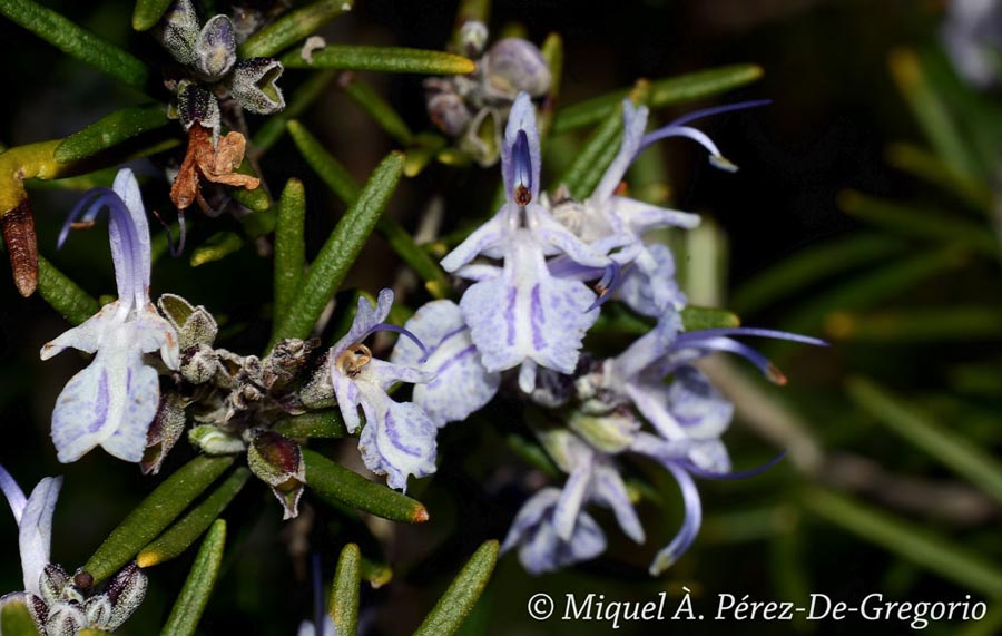 Rosmarinus officinalis