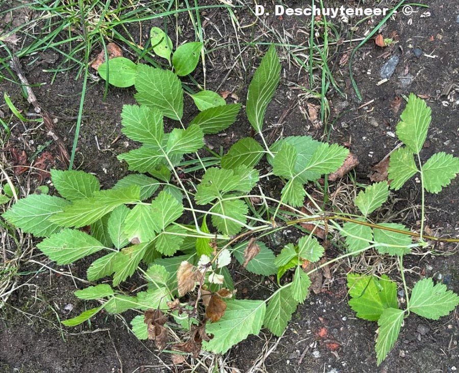 Rubus caesius (ronce bleue)