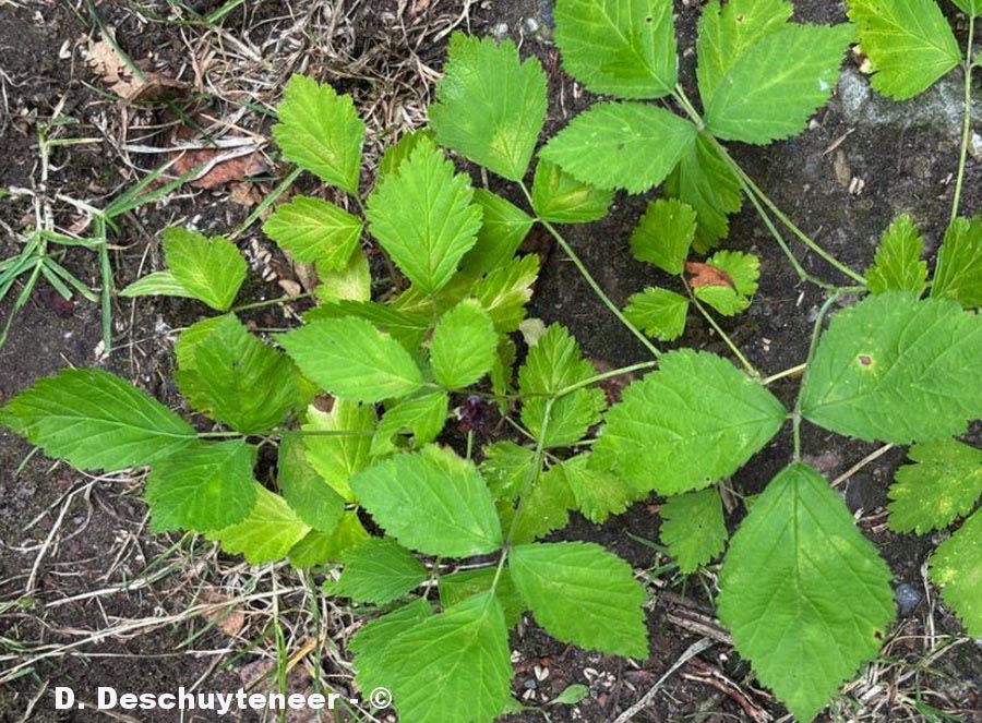 Rubus caesius (ronce bleue)