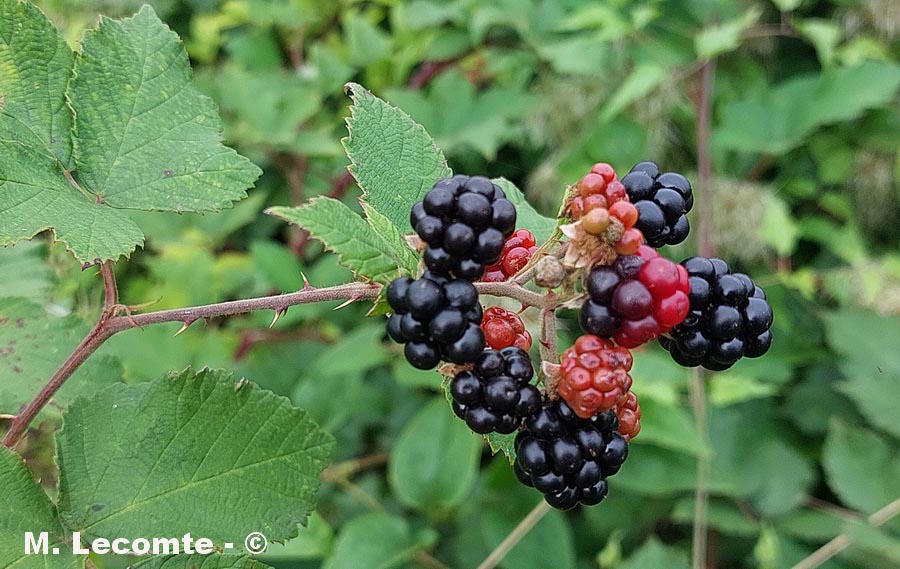 Rubus fruticosus (ronce commune)