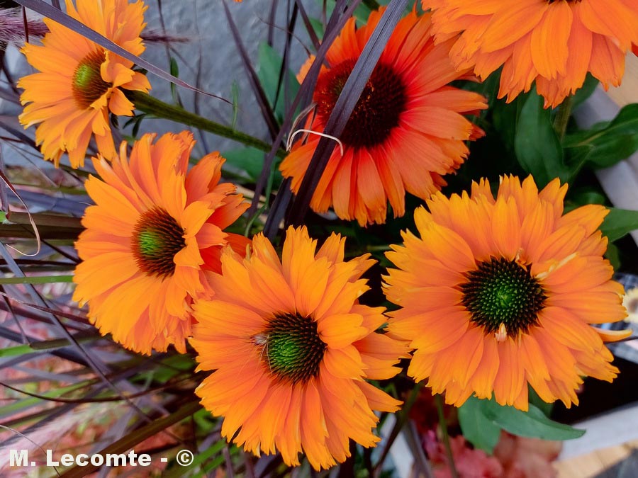 Rudbeckia hirta (rudbéckie hérissée)