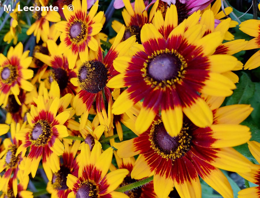 Rudbeckia hirta (rudbéckie hérissée)