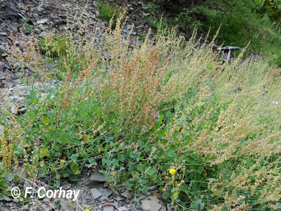 Rumex scutatus