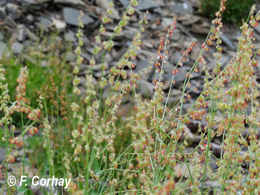 Rumex scutatus