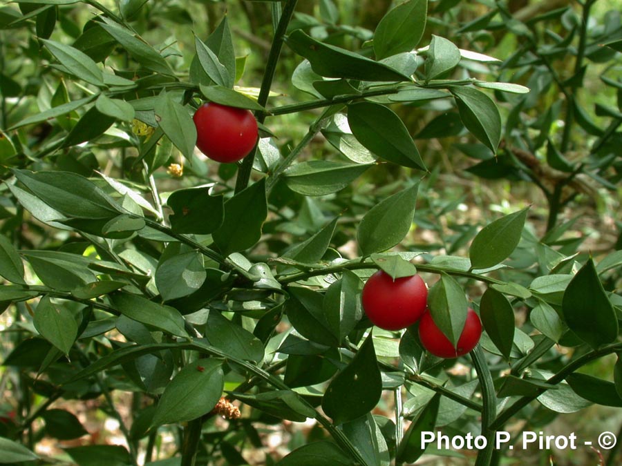 Ruscus aculeatus