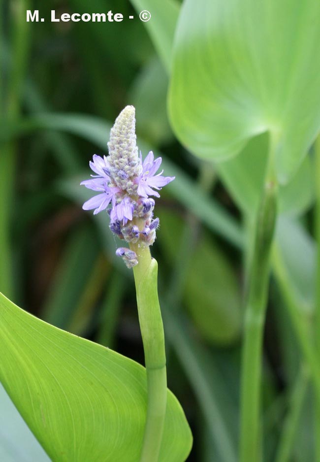 Sagittaria sp. (sagittaire)