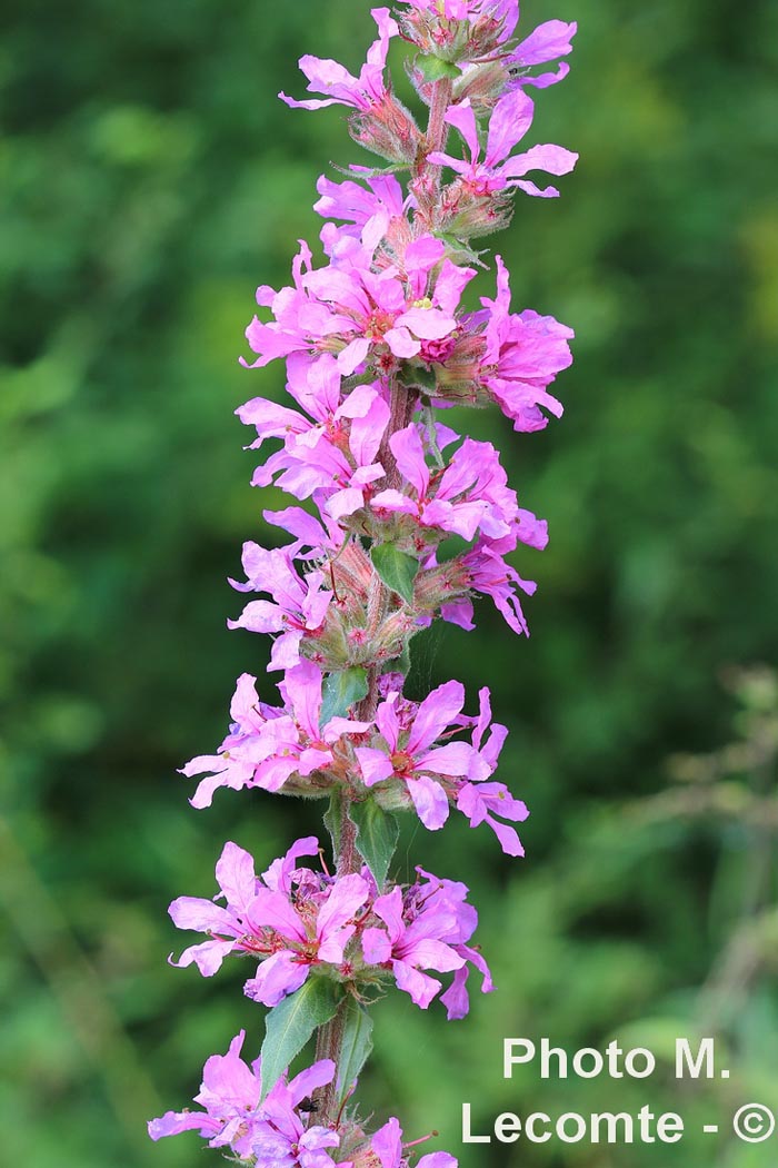 Lythrum salicaria