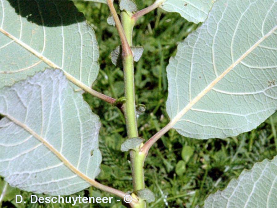 Salix caprea
