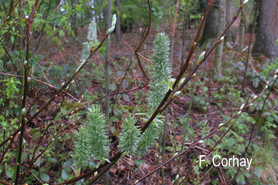 Salix caprea