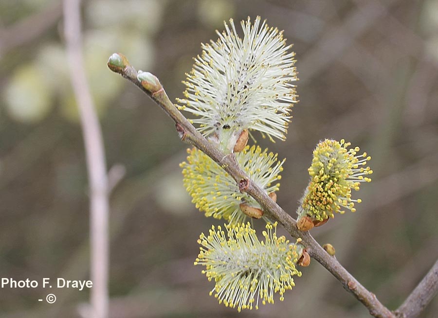 Salix caprea