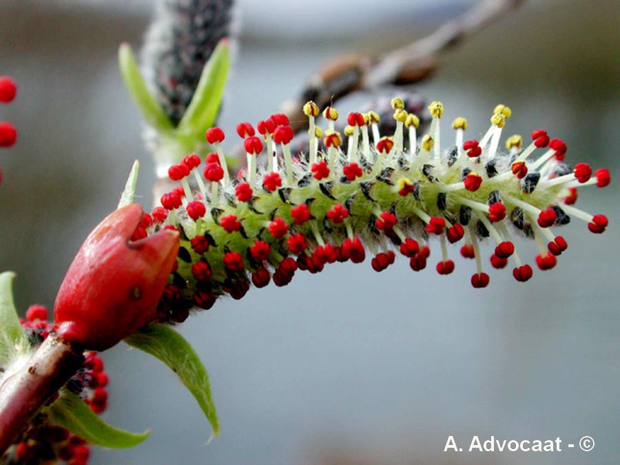 Salix purpurea (saule pourpre, osier pourpre)