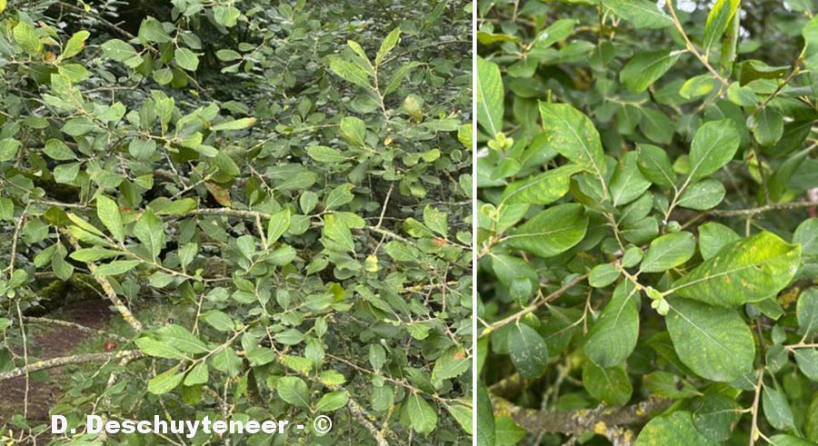 Salix x multinervis (saule très nervuré)