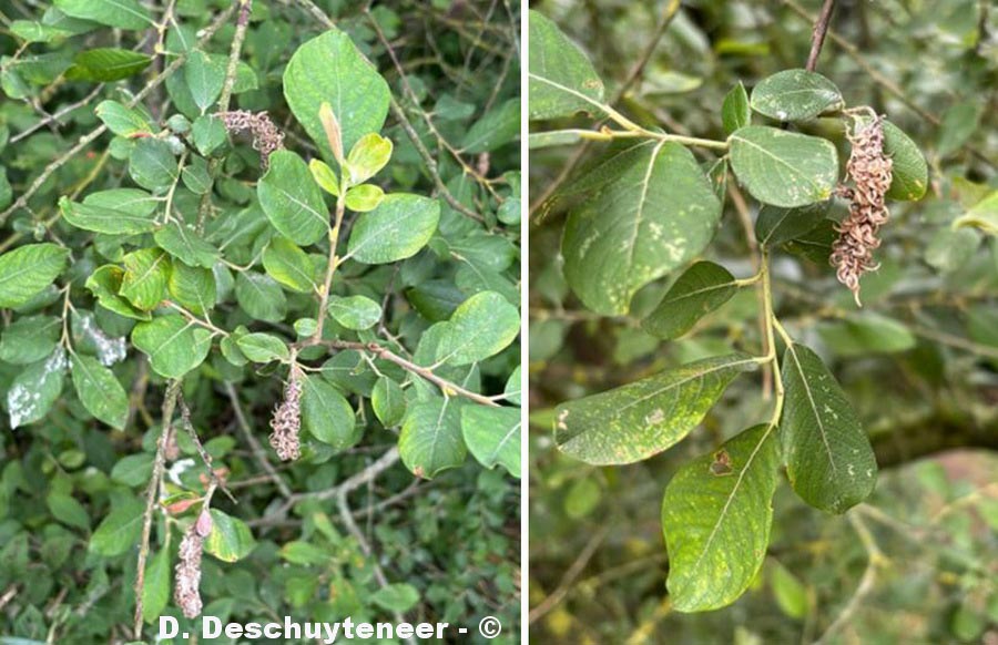 Salix x multinervis (saule très nervuré)