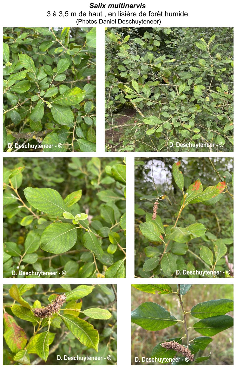 Salix x multinervis (saule très nervuré)