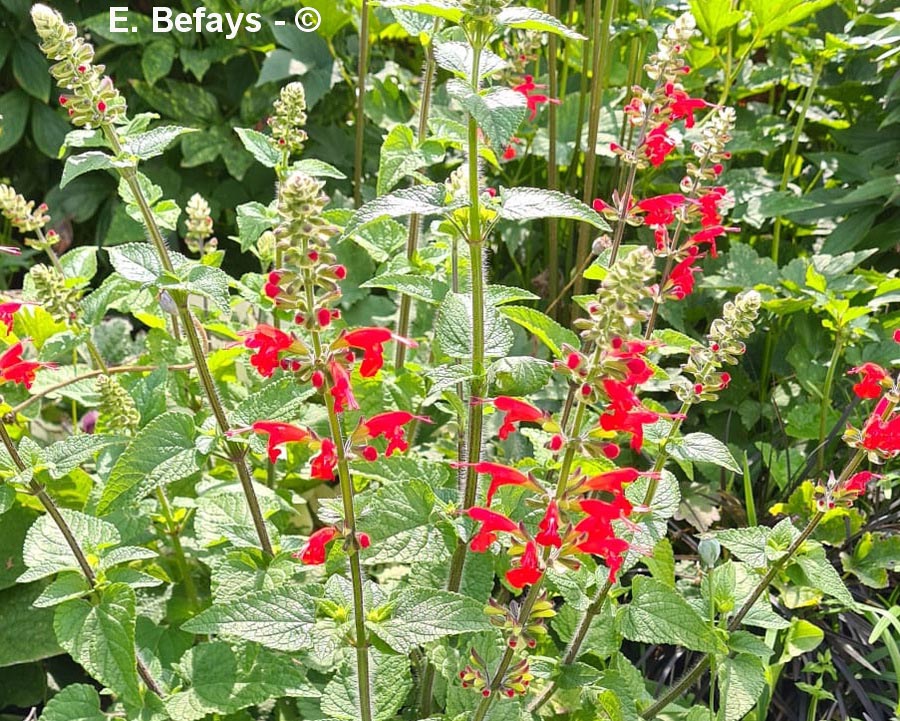 Salvia coccinea (sauge)