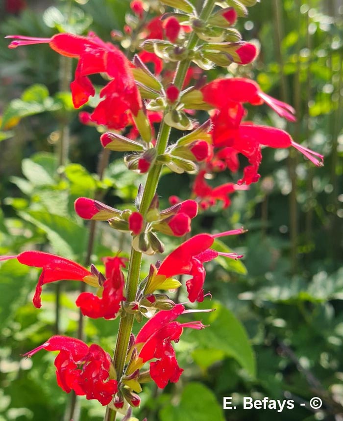 Salvia coccinea (sauge)