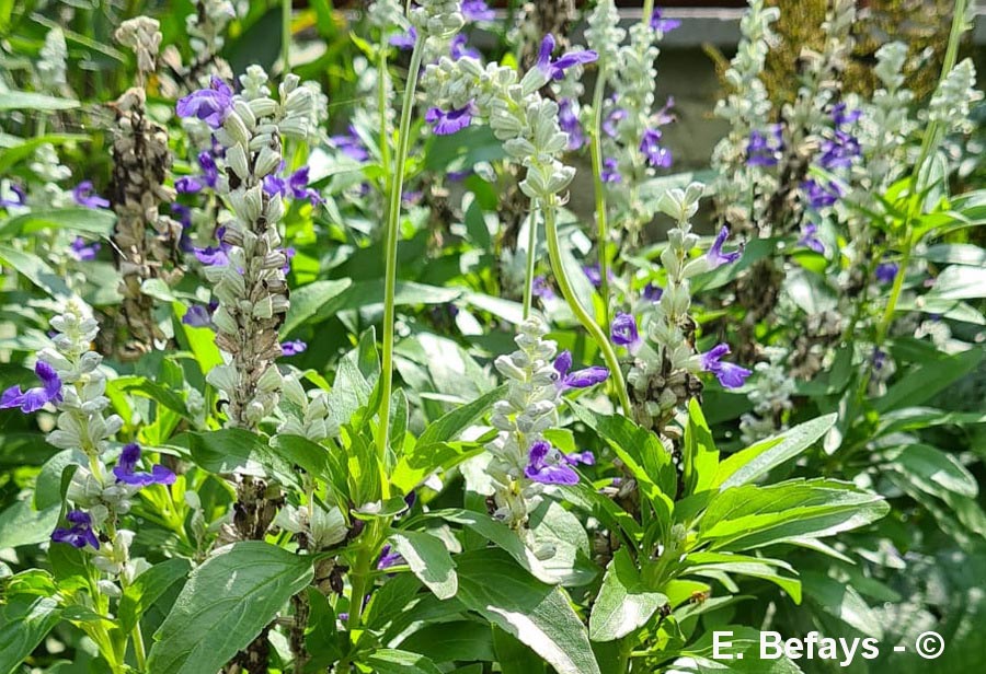 Salvia farinacea (sauge bleue, farineuse)
