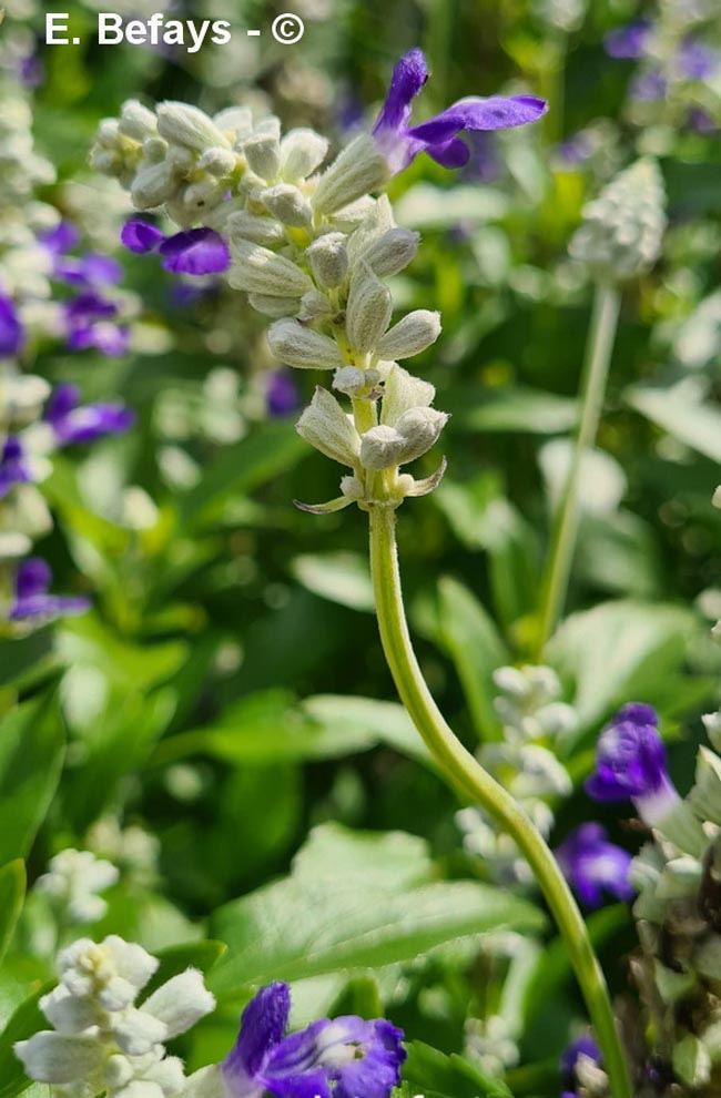 Salvia farinacea (sauge bleue, farineuse)