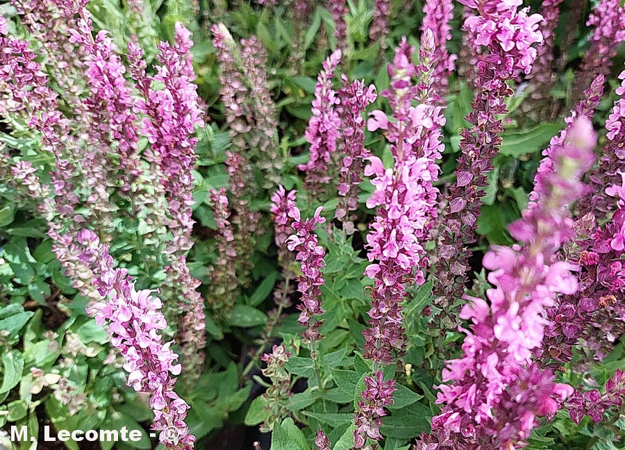 Salvia nemorosa (sauge des Balkans, des forêts)