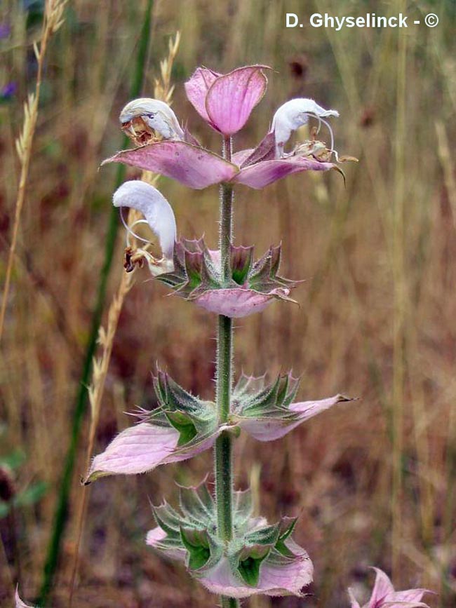 Salvia sclarea (sauge sclarée)