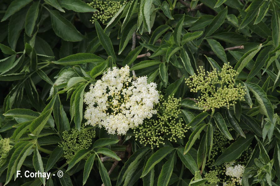 Sambucus nigra