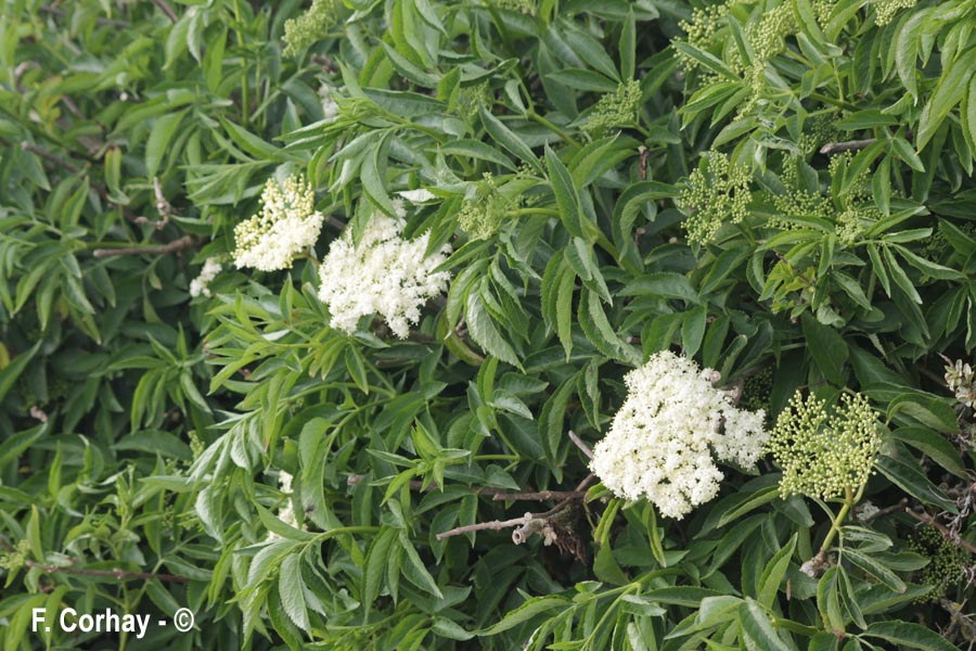 Sambucus nigra
