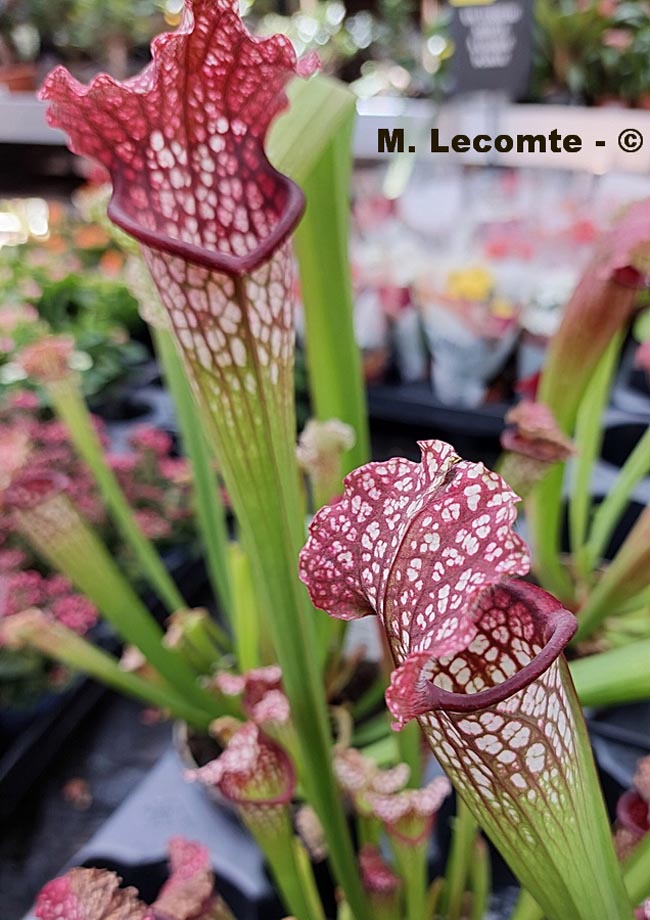 Sarracenia purpurea (sarracénie pourpre)