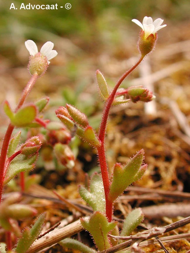 Saxifraga tridactyles (saxifrage à trois doigts)