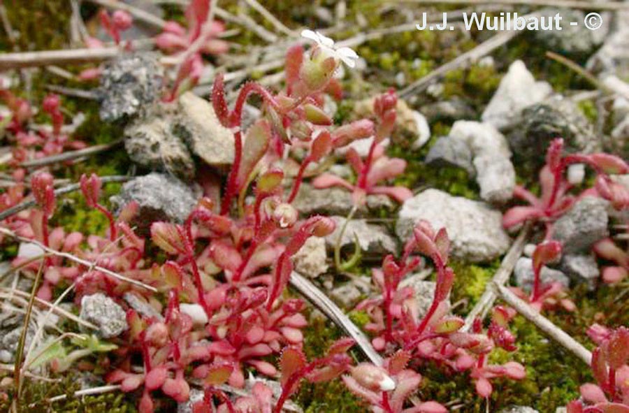 Saxifraga tridactyles (saxifrage à trois doigts)