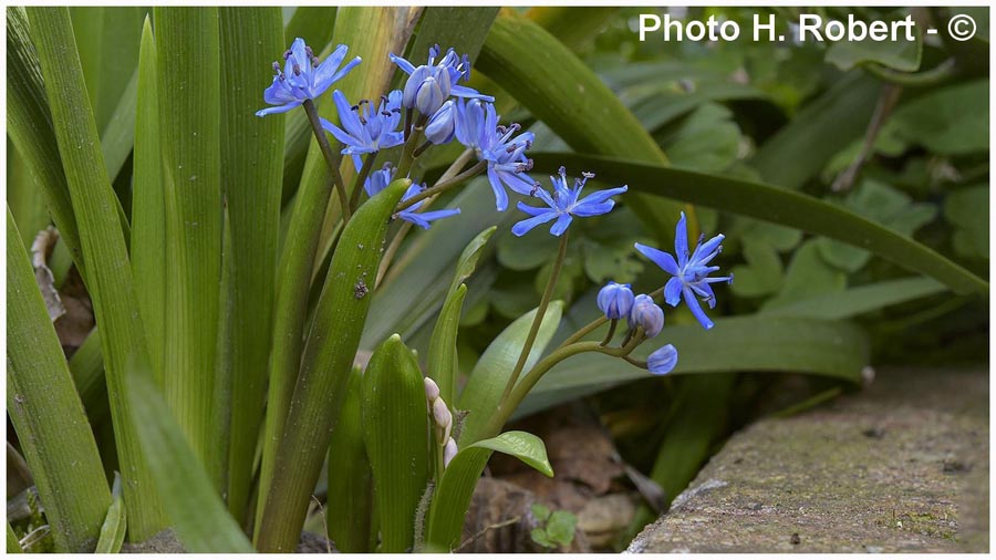 Scilla bifolia