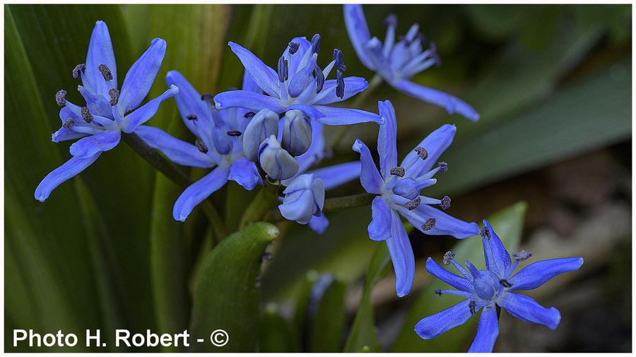 Scilla bifolia