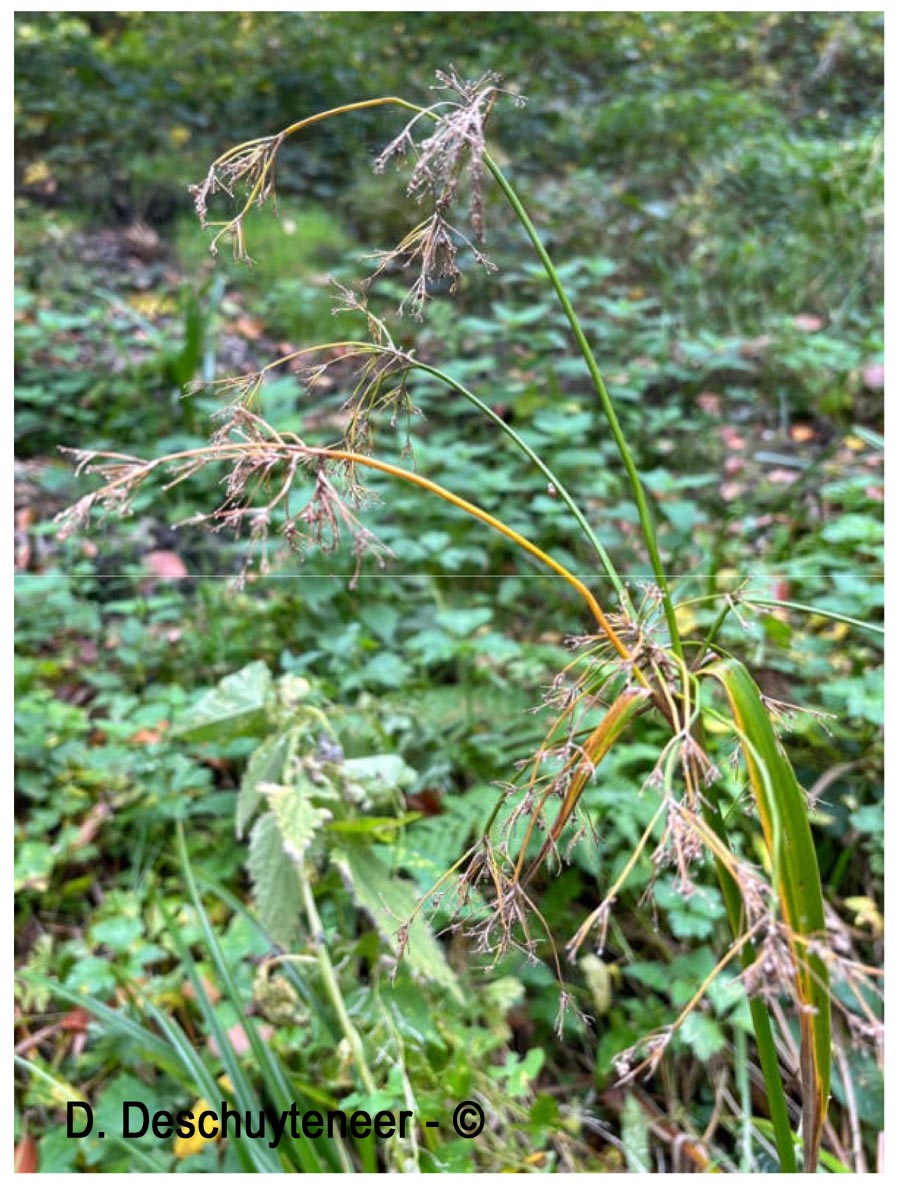 Scirpus sylvaticus (scirpe des bois)