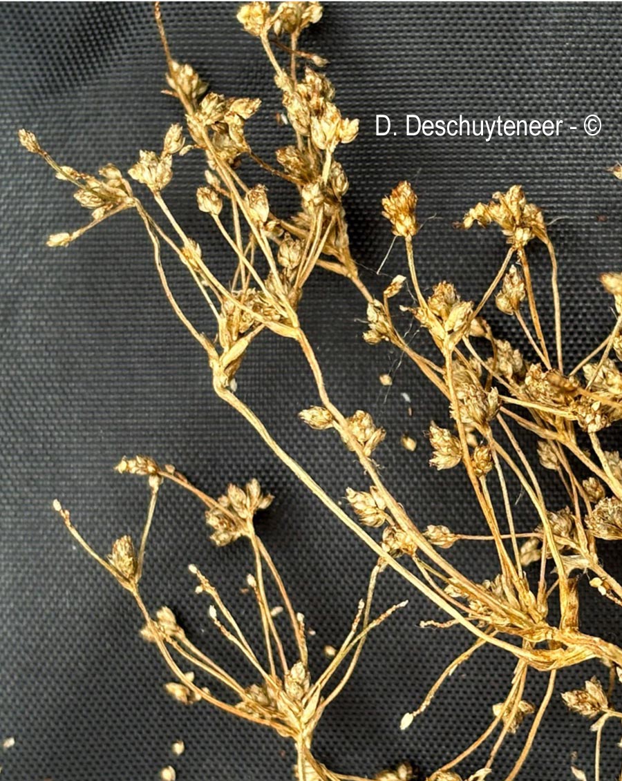 Scirpus sylvaticus (scirpe des bois)