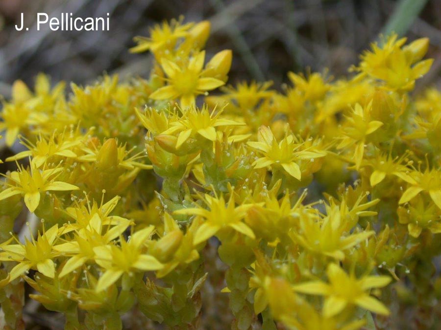 Sedum acre