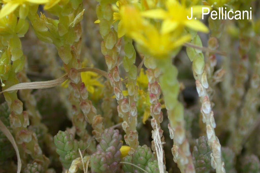 Sedum acre