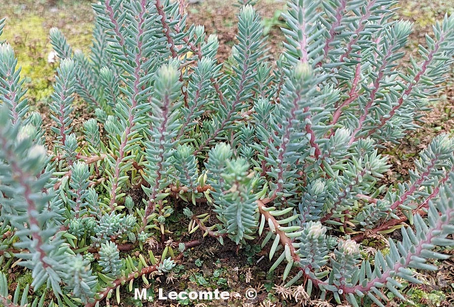 Sedum album (orpin blanc)