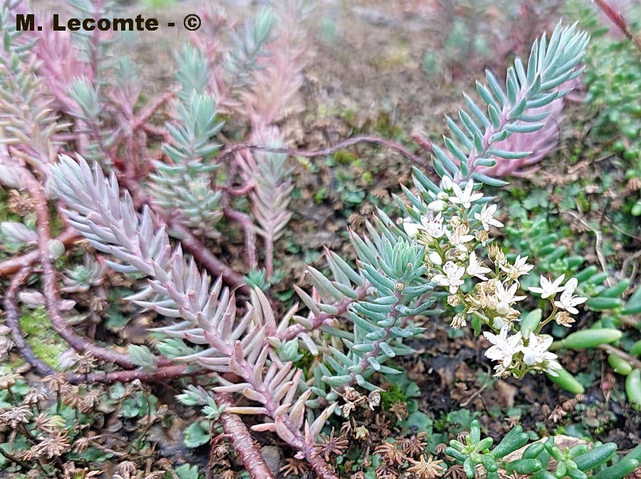 Sedum album (orpin blanc)