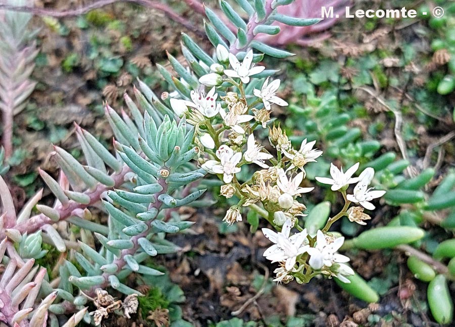 Sedum album (orpin blanc)