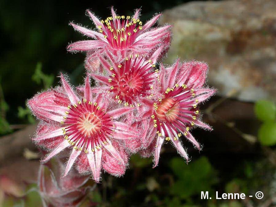 Sempervivum sp. (joubarde)