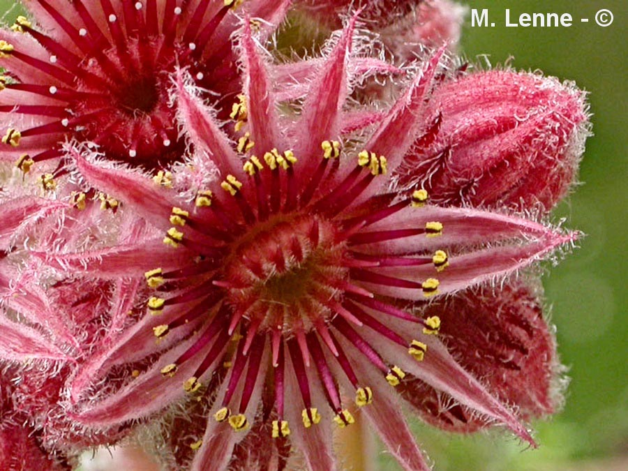 Sempervivum sp. (joubarde)