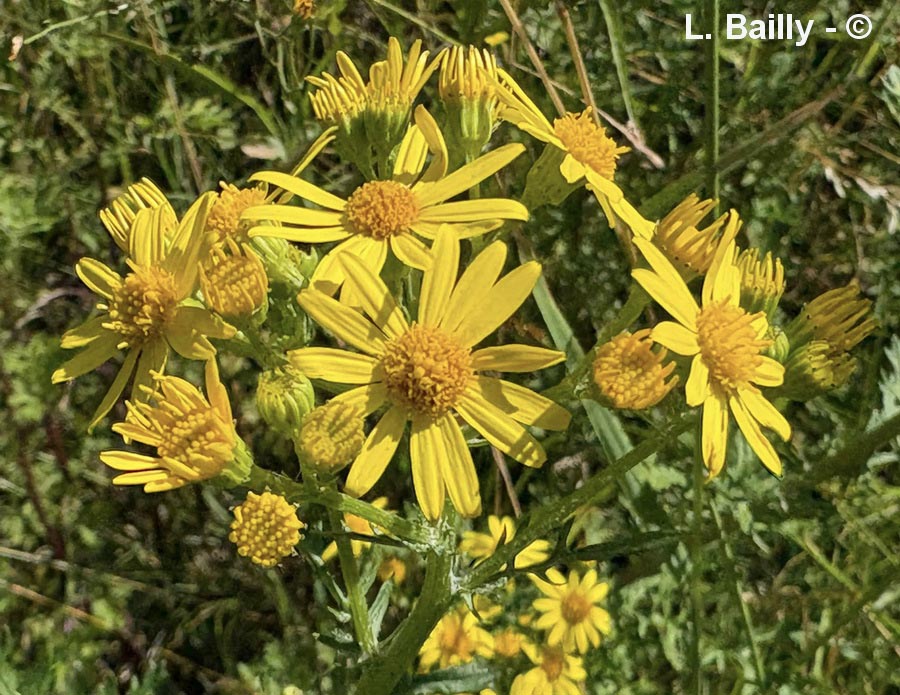 Senecio jacobaea (séneçon jacobée)