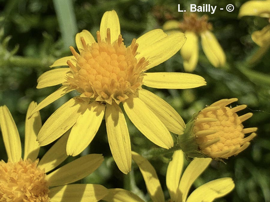 Senecio jacobaea (séneçon jacobée)