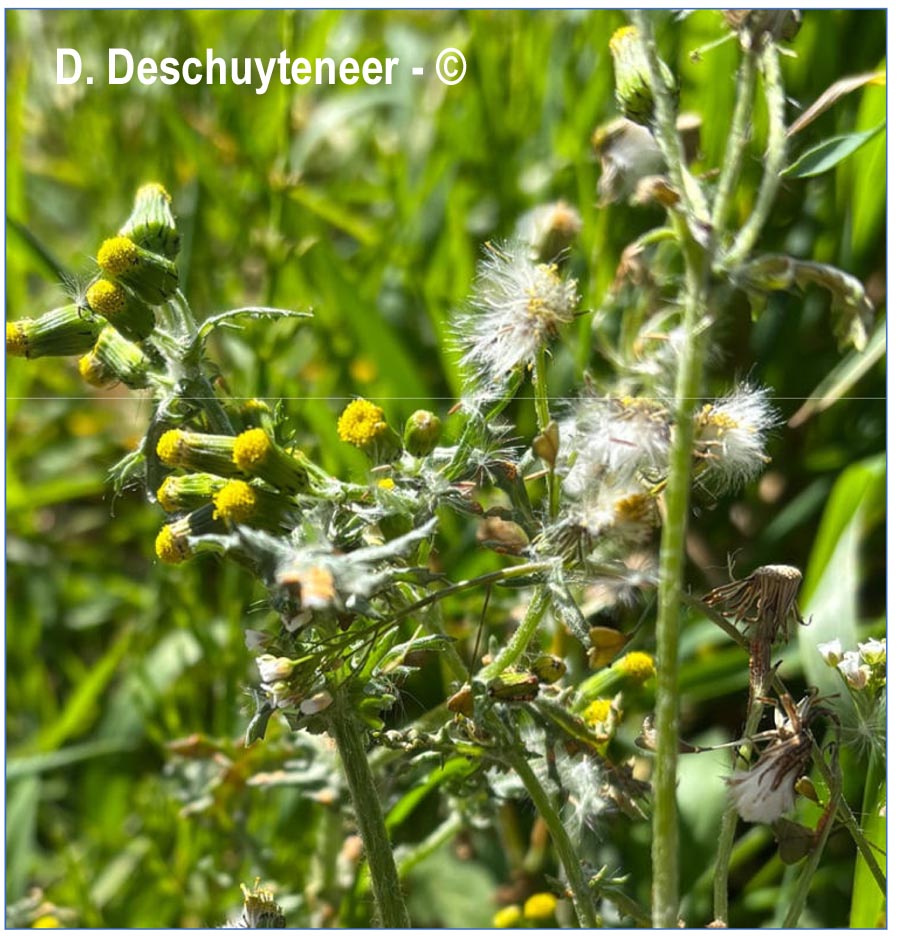 Senecio vulgaris (séneçon commun)