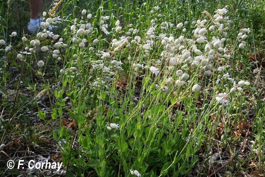 Silene vulgaris